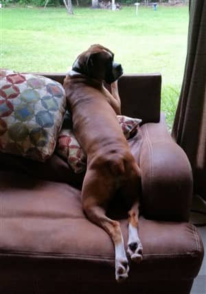 female-boxer-dog-that-was-poisoned-by-plant